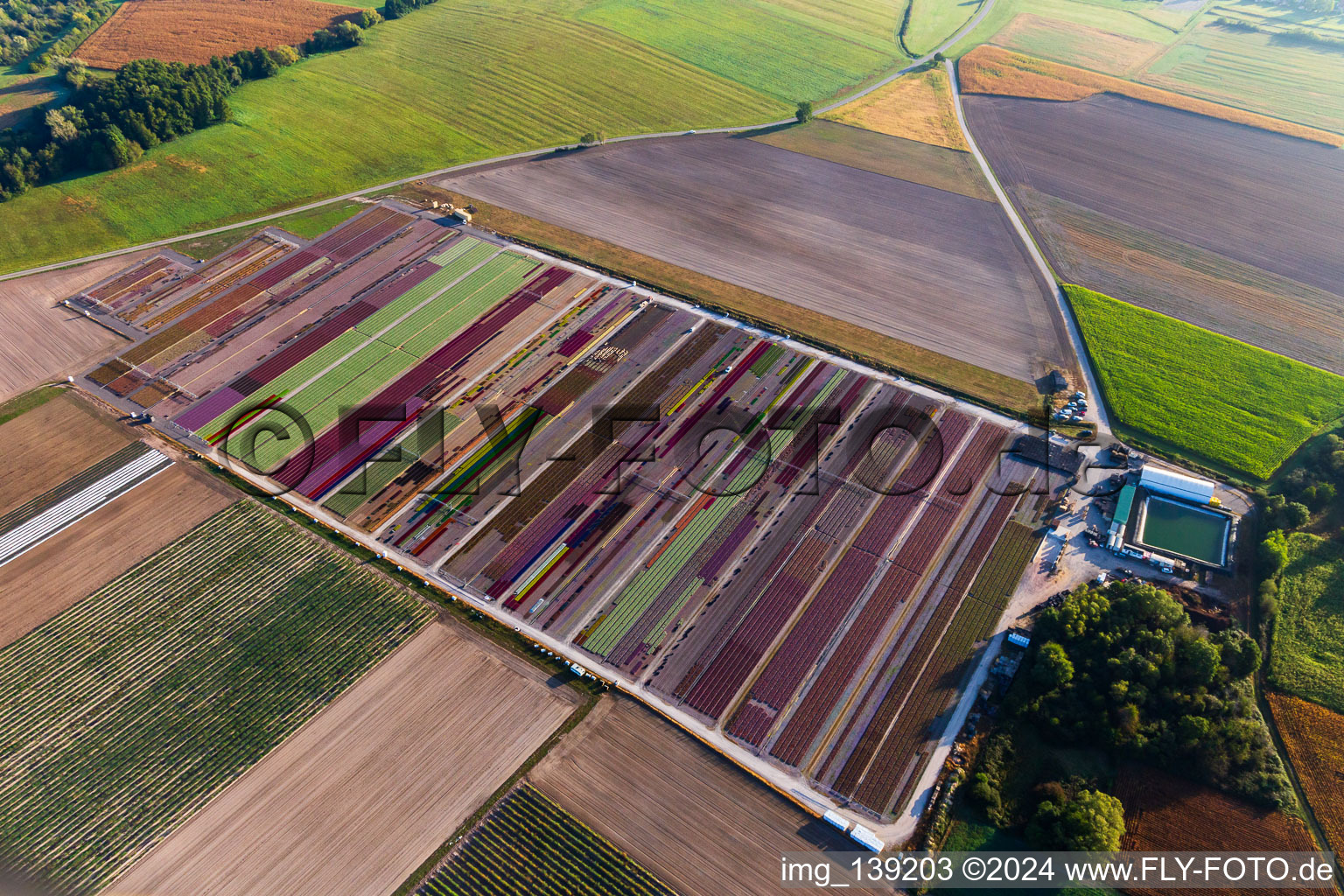 Vue oblique de Parterres de fleurs colorés de la Ferme Brandt Arbogast Morsbronn à Durrenbach dans le département Bas Rhin, France