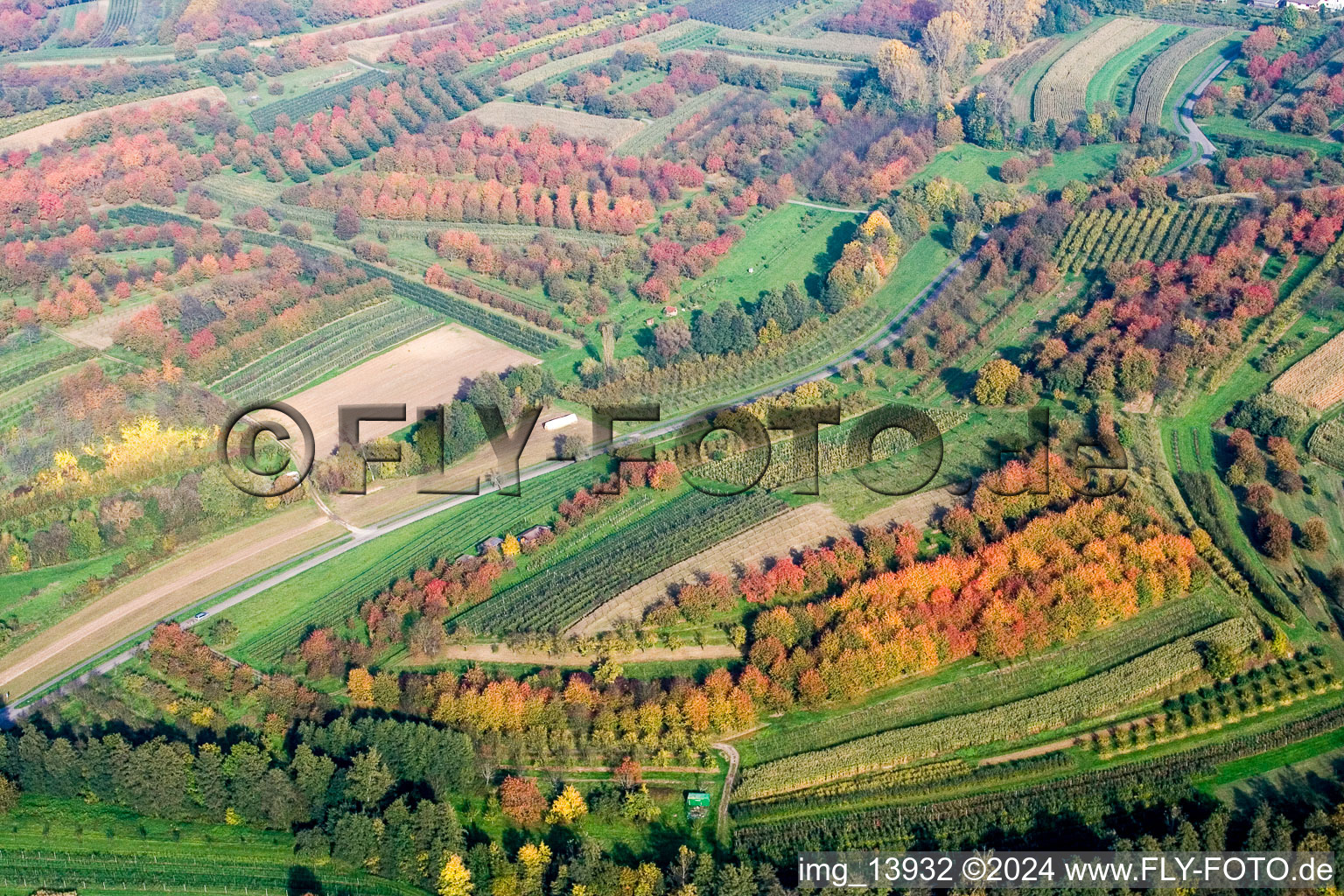 Vue aérienne de Rangées d'arbres dans les feuilles d'automne d'une plantation de pruniers à Renchen dans le département Bade-Wurtemberg, Allemagne