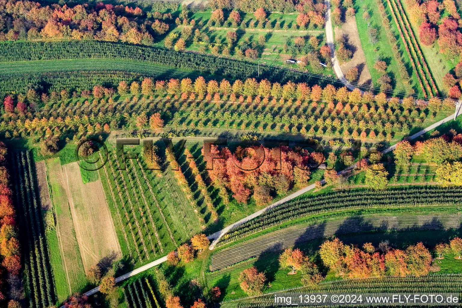 Vue aérienne de Baden, feuilles de prunier à le quartier Ulm in Renchen dans le département Bade-Wurtemberg, Allemagne