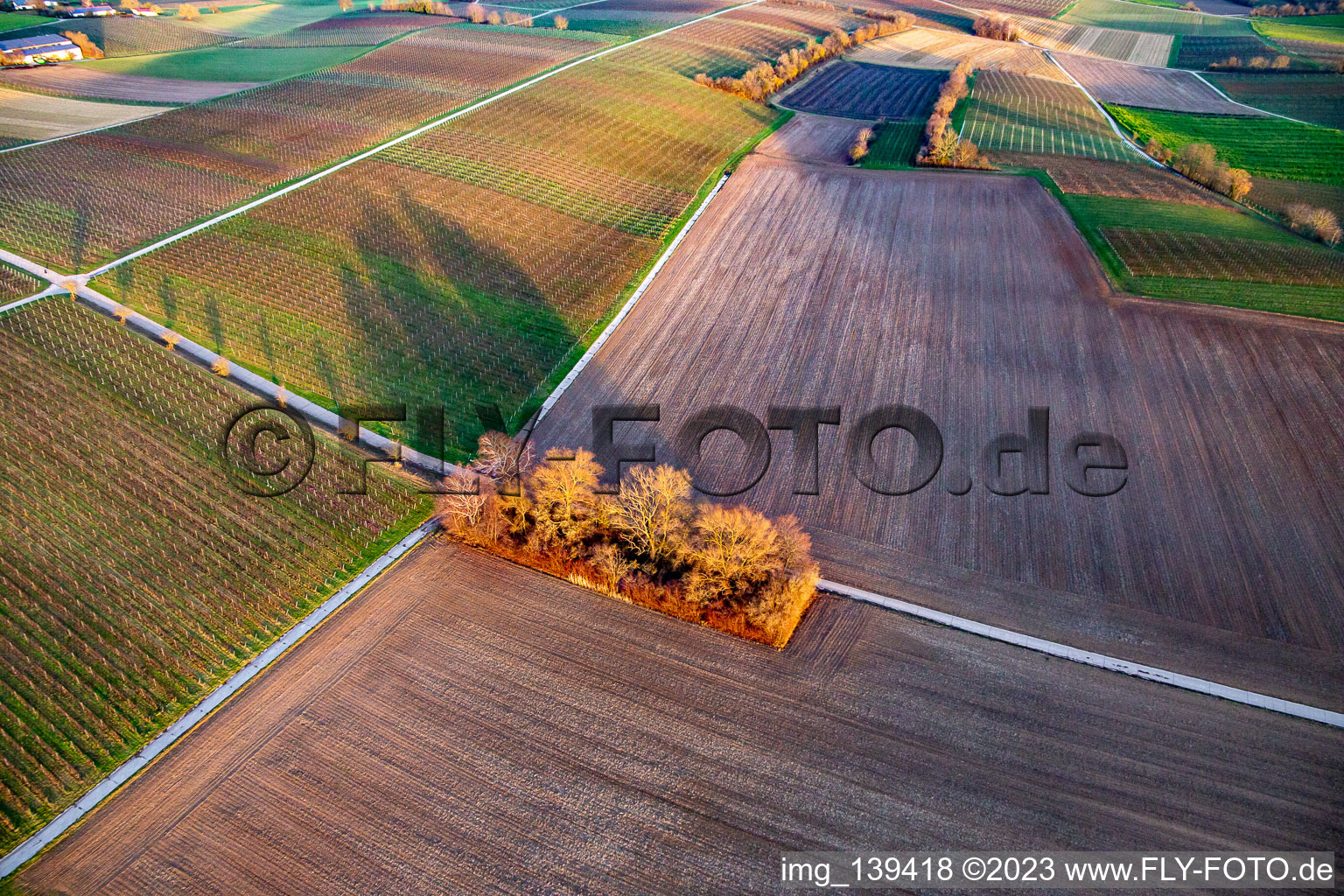 Vue aérienne de Bois entre vignes et champs à le quartier Ingenheim in Billigheim-Ingenheim dans le département Rhénanie-Palatinat, Allemagne