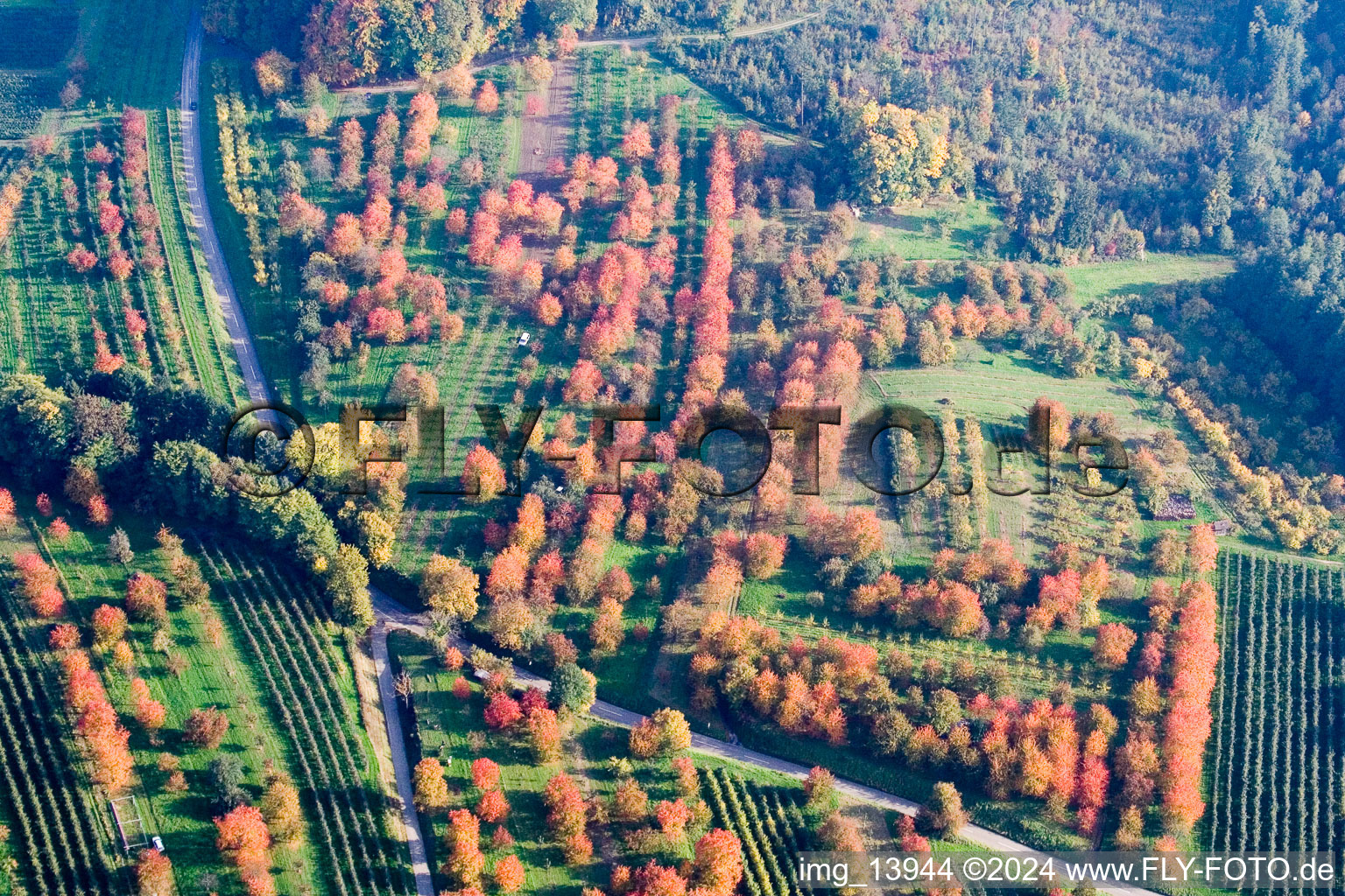 Vue aérienne de Pruniers dans les feuilles d'automne à le quartier Mösbach in Achern dans le département Bade-Wurtemberg, Allemagne