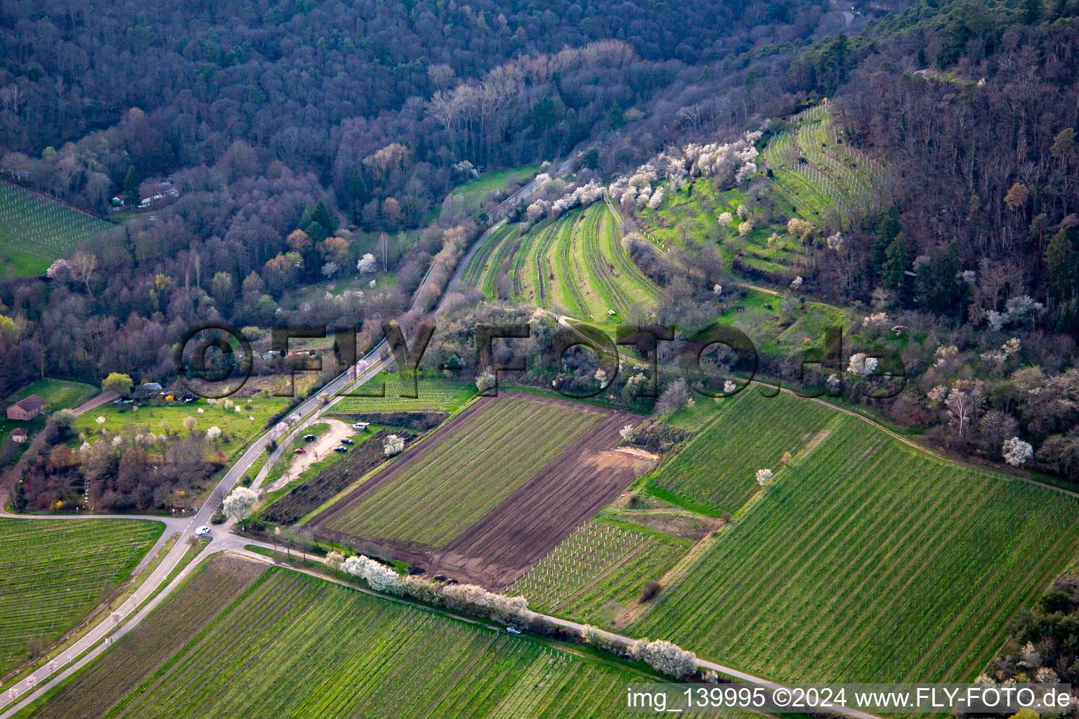 Vue aérienne de Kalmithöhenstrasse avec arbres en fleurs au printemps à Maikammer dans le département Rhénanie-Palatinat, Allemagne