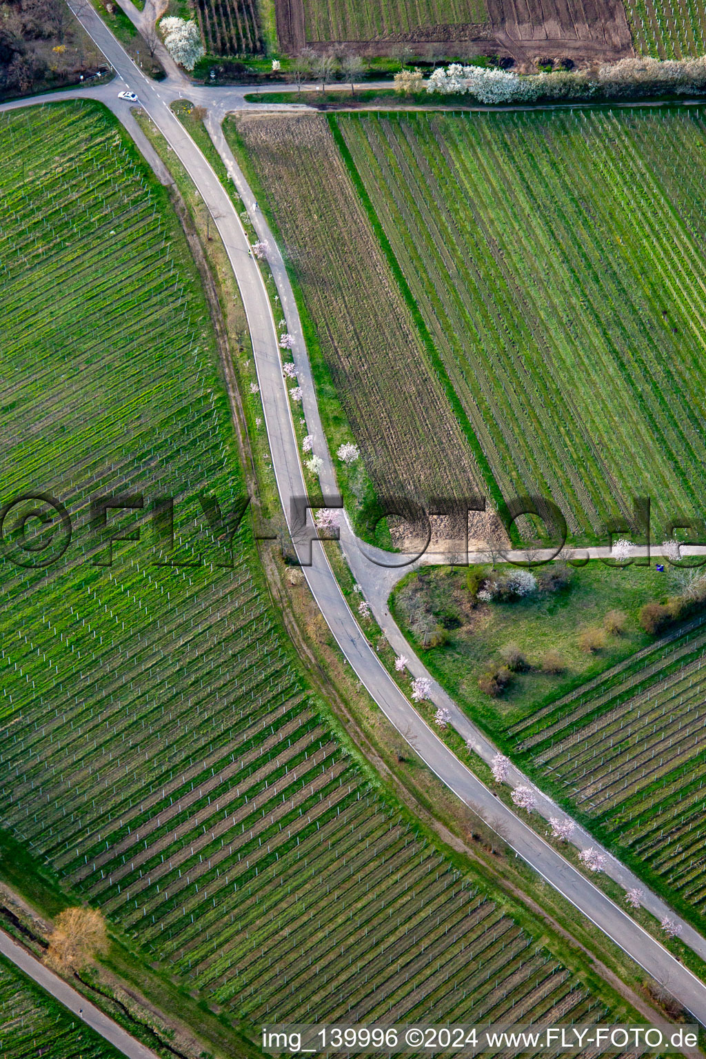 Vue aérienne de Kalmithöhenstrasse avec arbres en fleurs au printemps à Maikammer dans le département Rhénanie-Palatinat, Allemagne