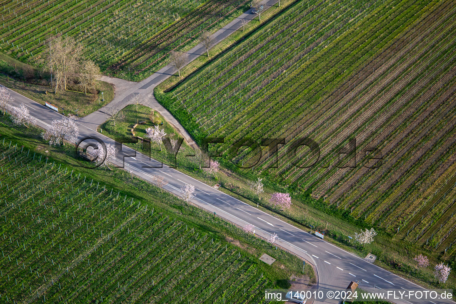 Vue aérienne de Amandiers en fleurs sur la Villastrasse à Edenkoben dans le département Rhénanie-Palatinat, Allemagne