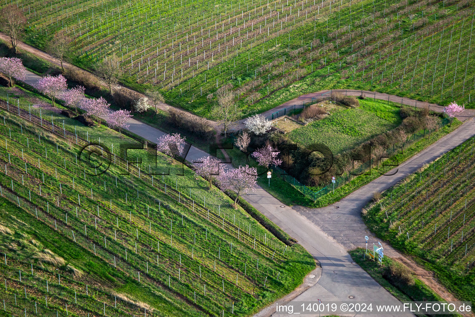 Vue aérienne de Amandiers en fleurs sur Theresienstr à le quartier Rhodt in Rhodt unter Rietburg dans le département Rhénanie-Palatinat, Allemagne