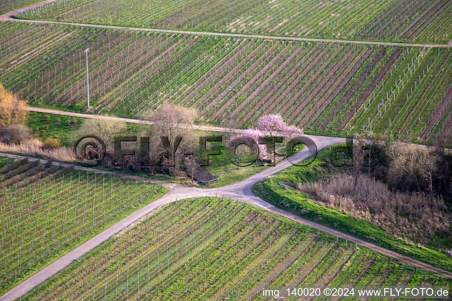 Photographie aérienne de Amandiers en fleurs sur Theresienstr à le quartier Rhodt in Rhodt unter Rietburg dans le département Rhénanie-Palatinat, Allemagne