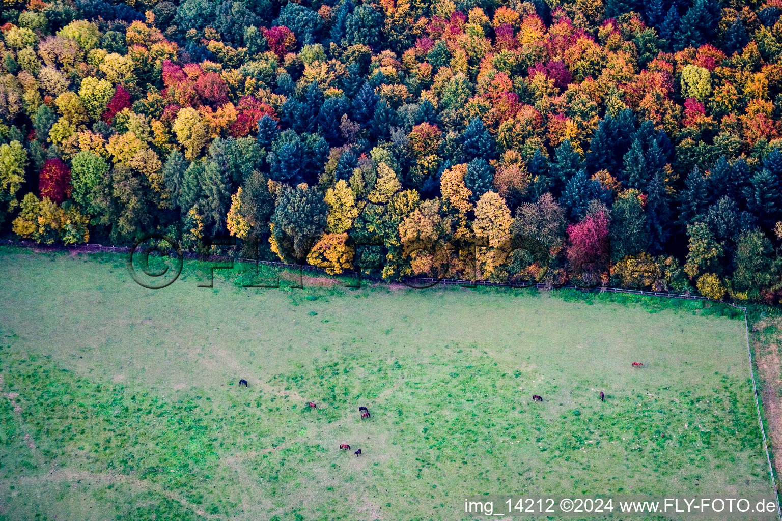 Vue aérienne de Structures d'herbe d'un pâturage avec un troupeau de chevaux à la lisière de la forêt dans des feuilles d'automne colorées à le quartier Horrenberg in Dielheim dans le département Bade-Wurtemberg, Allemagne