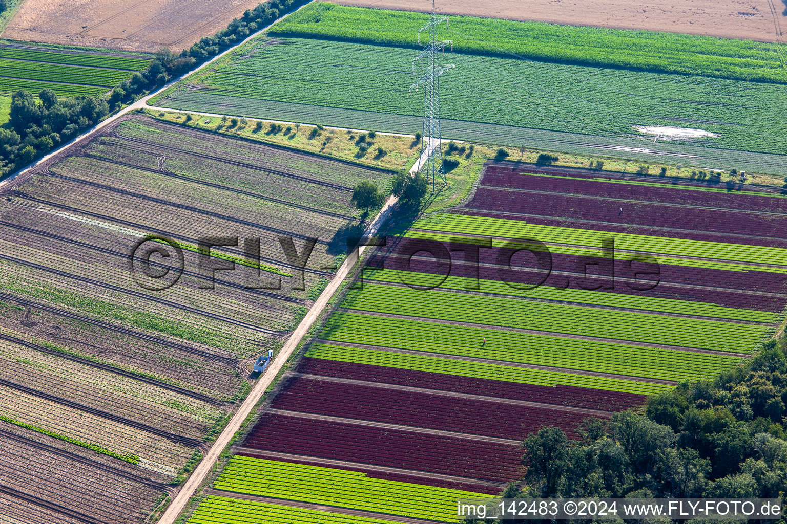 Vue aérienne de Pylône à haute tension entre des champs avec des cultures de laitue colorées à le quartier Niederlustadt in Lustadt dans le département Rhénanie-Palatinat, Allemagne