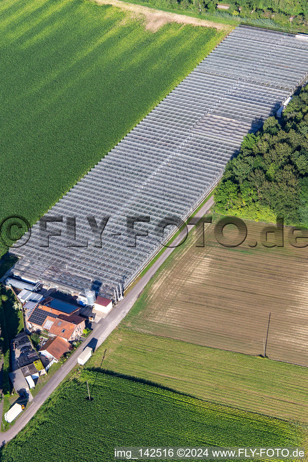 Photographie aérienne de Pépinière Blumen-Xpert GbR avec serres dans la Hördter Straße à le quartier Sondernheim in Germersheim dans le département Rhénanie-Palatinat, Allemagne