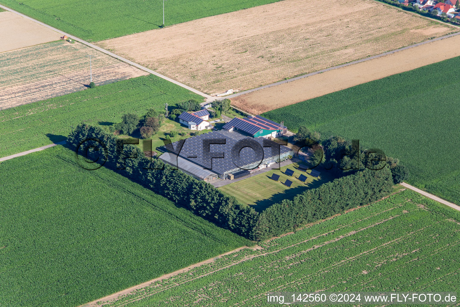 Vue aérienne de Aussiedlerhof à Steinweiler dans le département Rhénanie-Palatinat, Allemagne