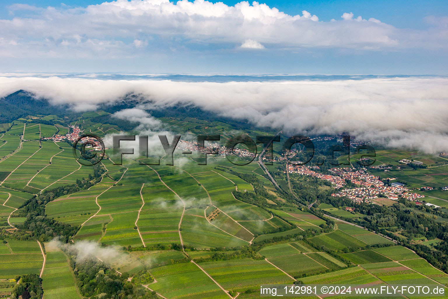 Vue aérienne de Vignobles à la lisière de la forêt nuageuse du Palatinat entre Arzheim, Birkweiler et Ranschbach à Ranschbach dans le département Rhénanie-Palatinat, Allemagne