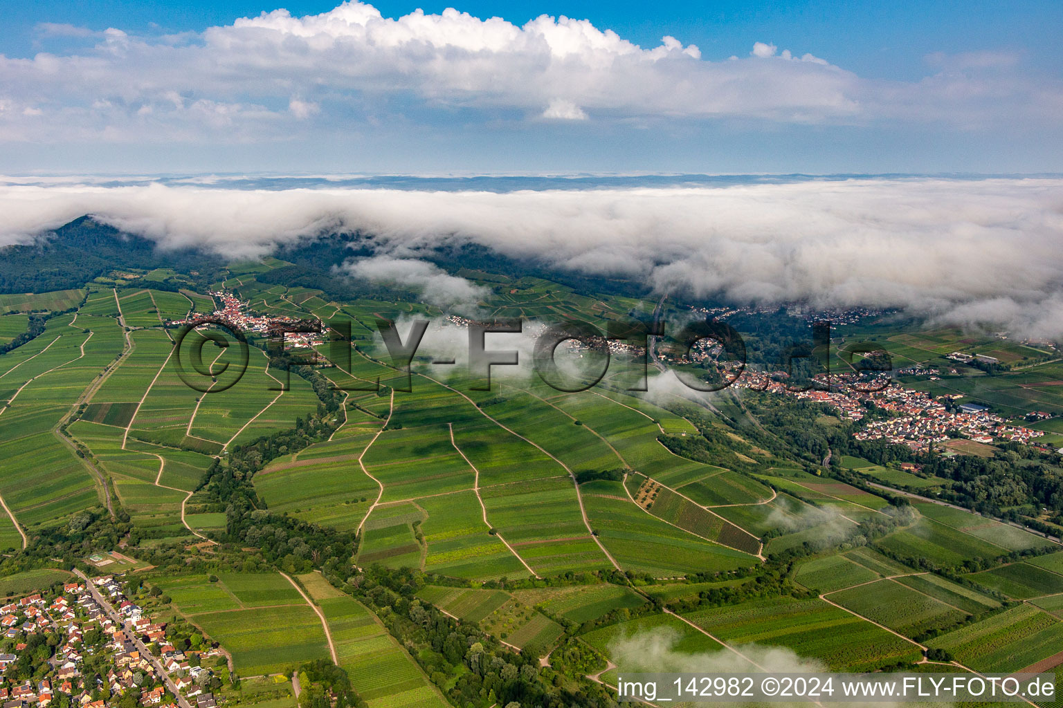 Vue aérienne de Vignobles à la lisière de la forêt nuageuse du Palatinat entre Arzheim, Birkweiler et Ranschbach à le quartier Arzheim in Landau in der Pfalz dans le département Rhénanie-Palatinat, Allemagne