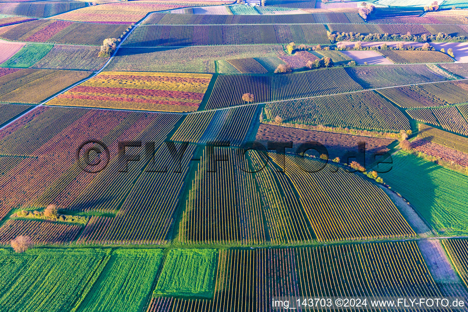 Vue oblique de Vignobles du sud de la Wienstraße dans les feuilles d'automne à le quartier Ingenheim in Billigheim-Ingenheim dans le département Rhénanie-Palatinat, Allemagne