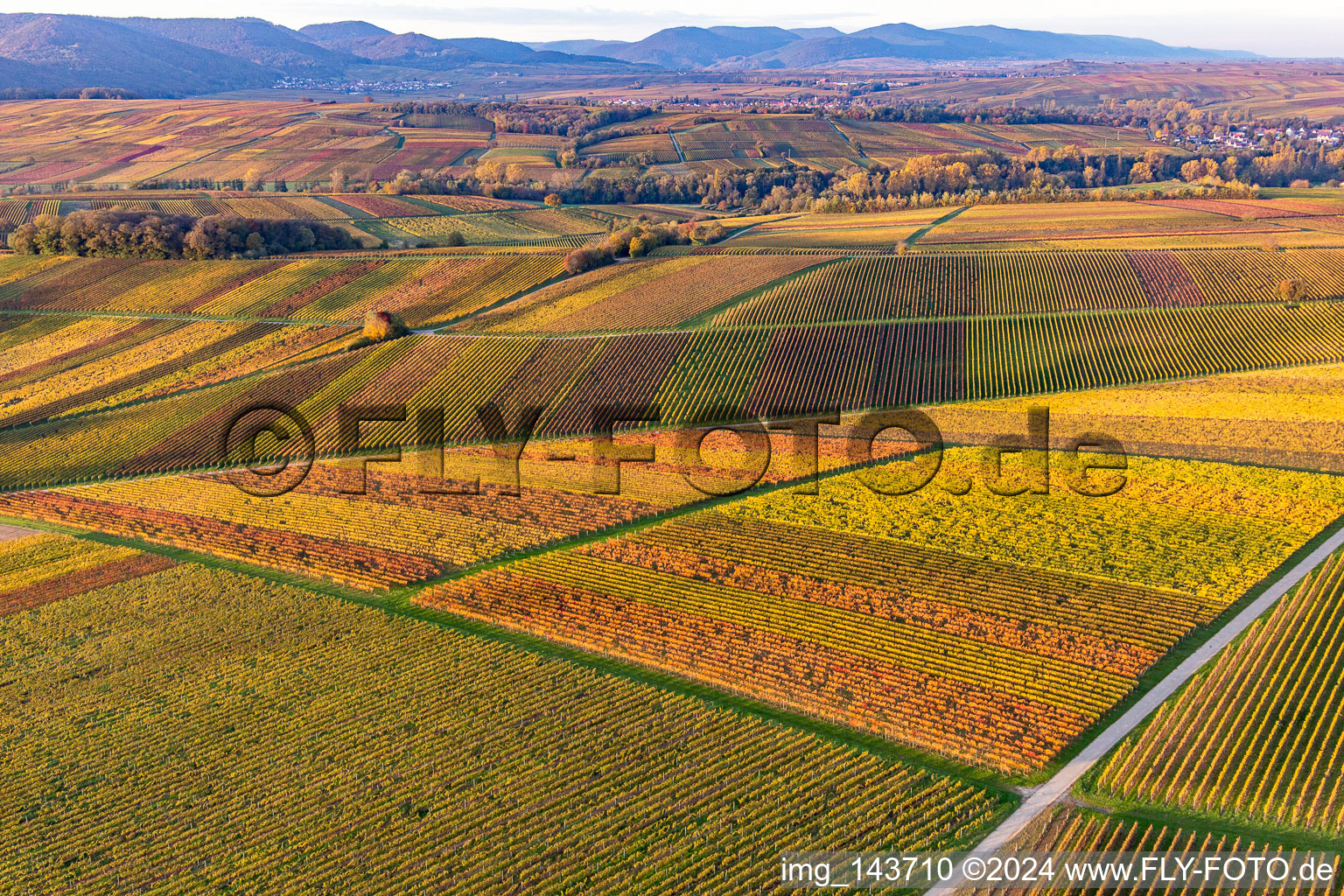 Vignobles du sud de la Wienstraße dans les feuilles d'automne à le quartier Klingen in Heuchelheim-Klingen dans le département Rhénanie-Palatinat, Allemagne d'en haut