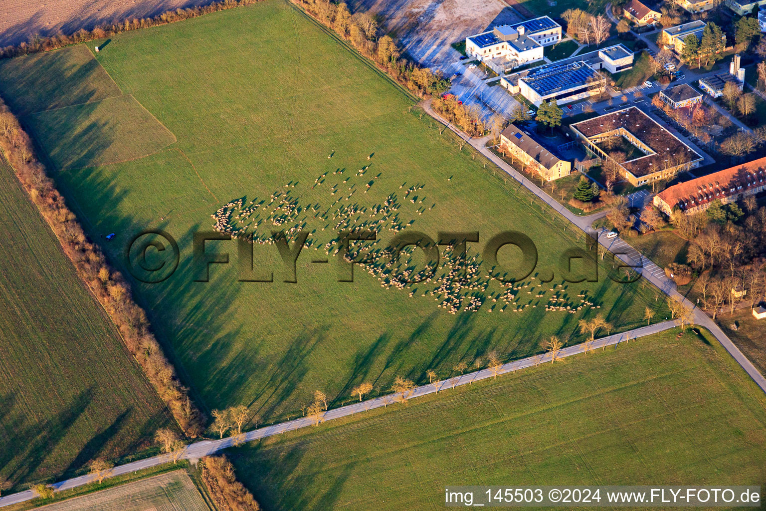 Vue aérienne de Troupeau de moutons au château Stutensee à le quartier Friedrichstal in Stutensee dans le département Bade-Wurtemberg, Allemagne