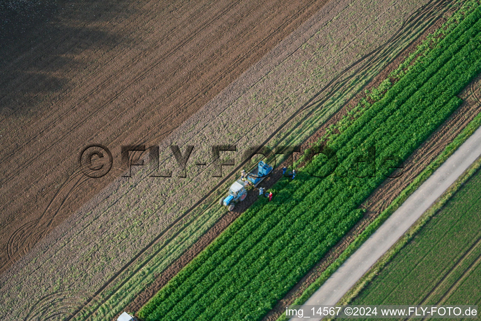 Vue aérienne de Tracteur récoltant des légumes dans les champs agricoles à Böbingen dans le département Rhénanie-Palatinat, Allemagne