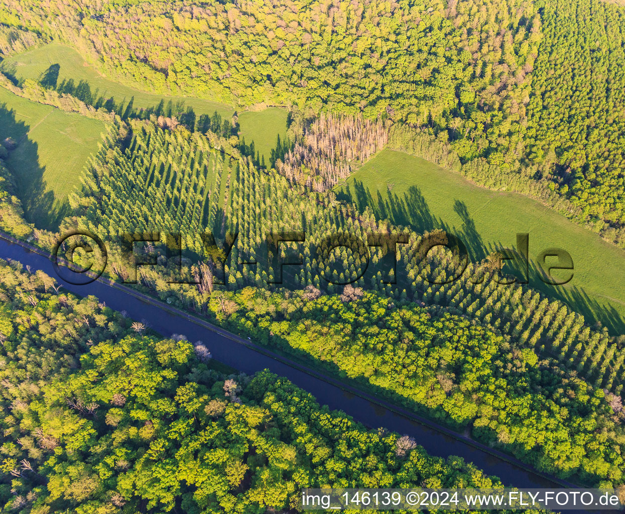 Vue aérienne de Peuplierraie dans une clairière sur le canal des houllères de la Sarre à Vibersviller dans le département Moselle, France