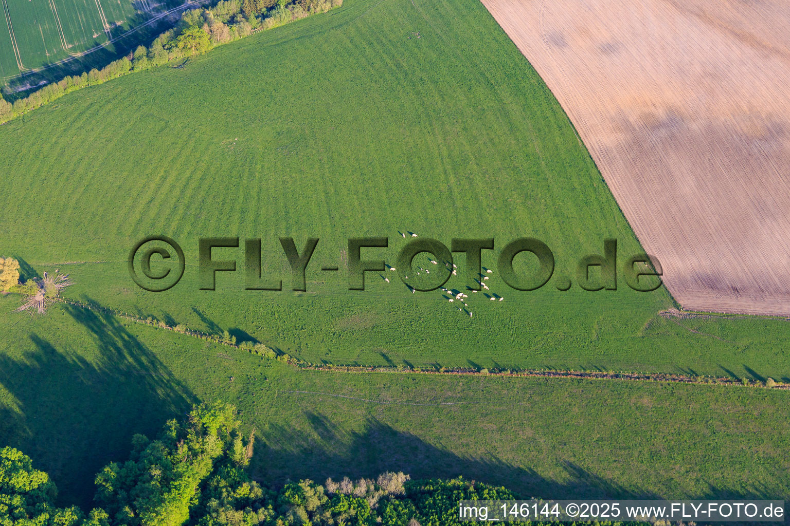 Vue aérienne de Bovins Charolais dans un pâturage vert à Gosselming dans le département Moselle, France