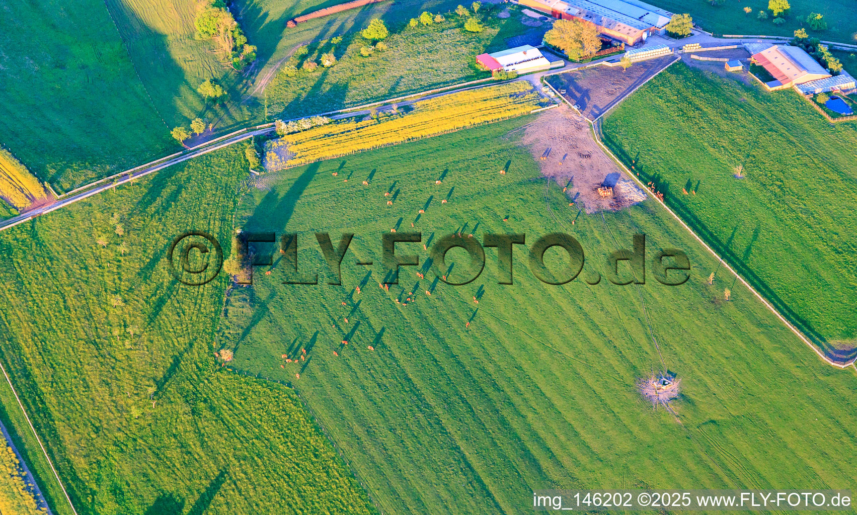 Vue aérienne de Troupeau de bovins dans un pâturage vert le soir à Bissert dans le département Bas Rhin, France