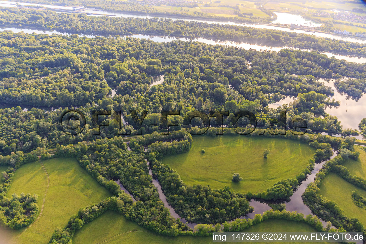 Vue aérienne de Réserve naturelle de Taubergiessen entre les prairies rhénanes et le Rhin à le quartier Rheinau in Ortenaukreis dans le département Bade-Wurtemberg, Allemagne