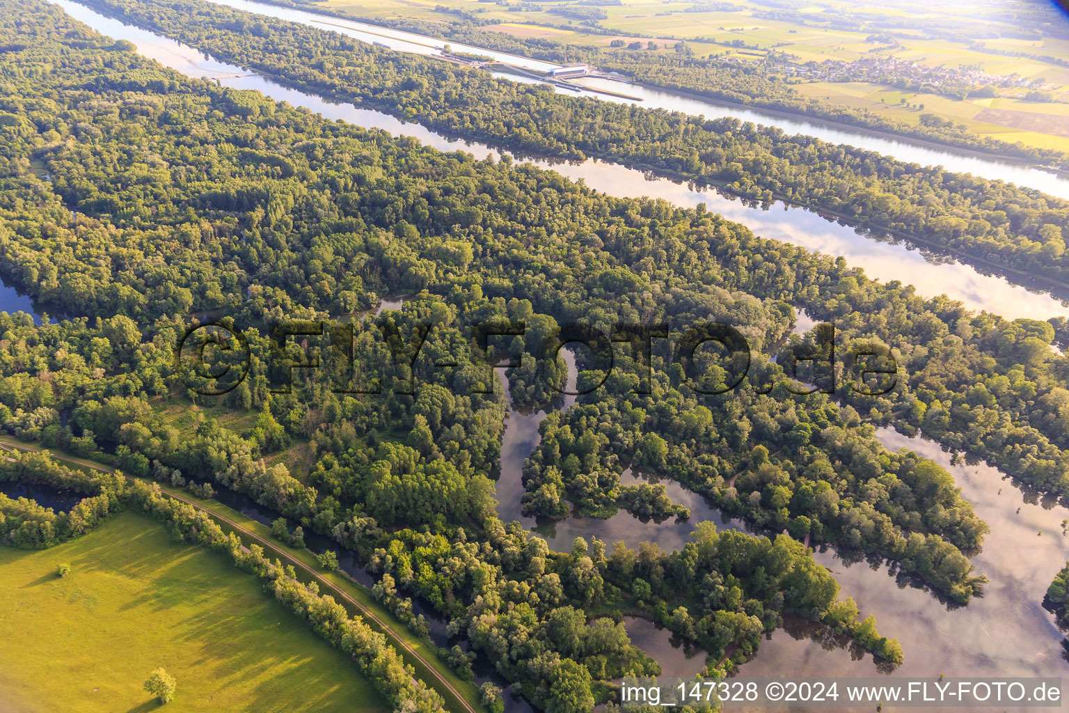 Vue aérienne de Anciens bras du Rhin dans la réserve naturelle de Taubergiessen entre les prairies rhénanes et le Rhin à le quartier Rheinau in Ortenaukreis dans le département Bade-Wurtemberg, Allemagne