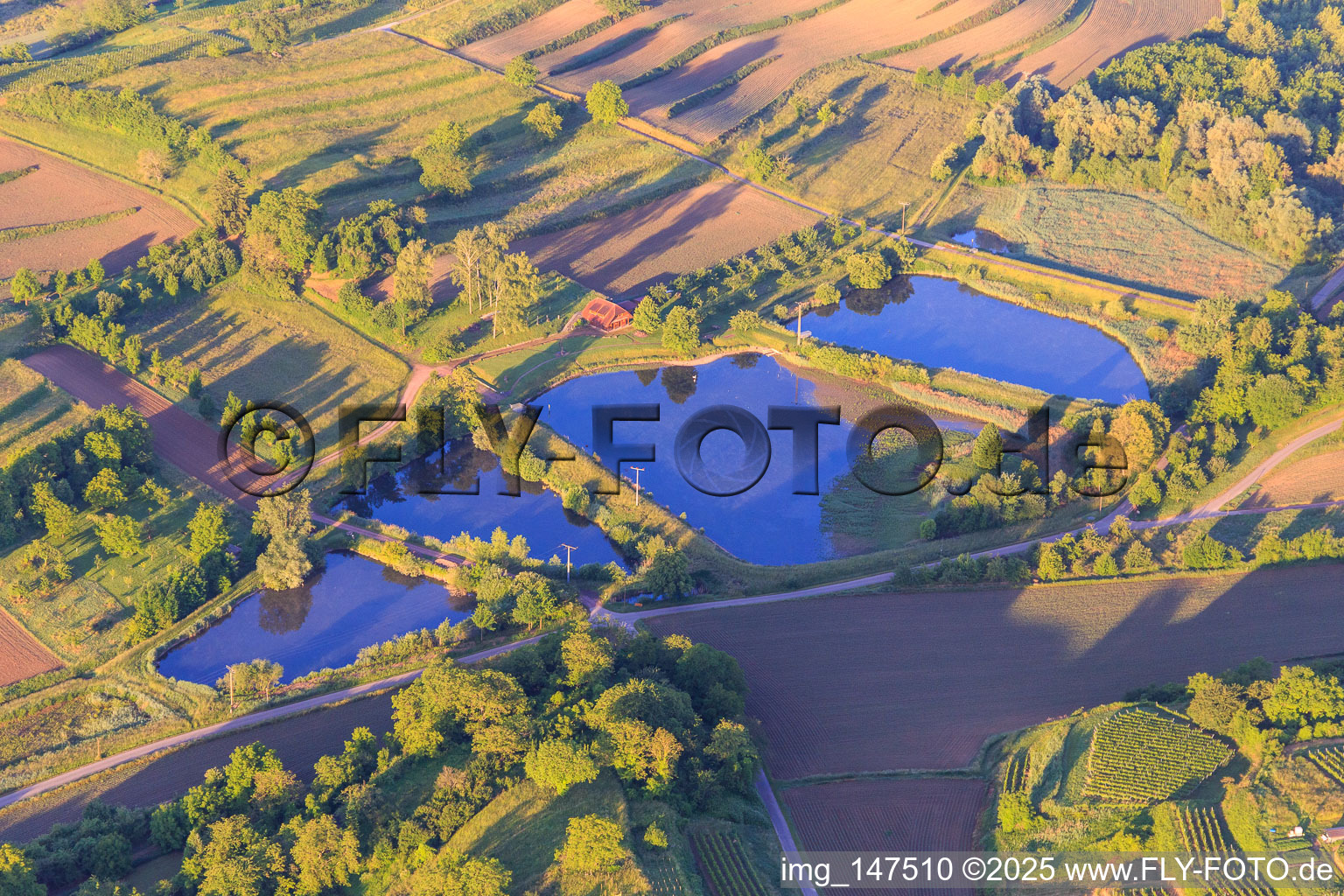 Vue aérienne de Étangs à poissons à le quartier Ettenheimweiler in Ettenheim dans le département Bade-Wurtemberg, Allemagne
