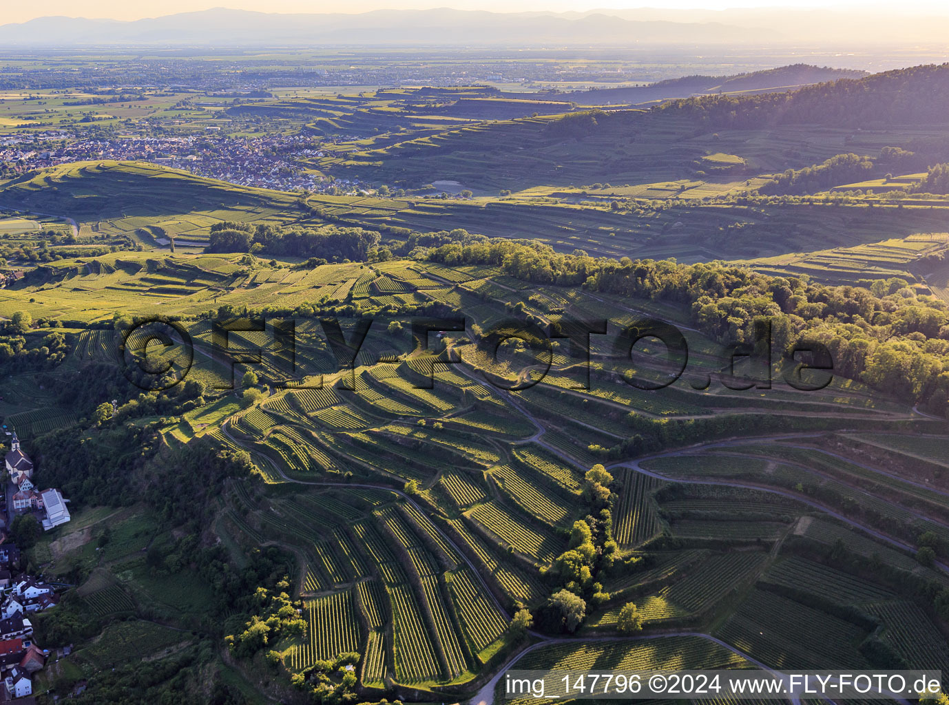 Vue aérienne de Vignobles en terrasses dans le sud du Kaiserstuhl à le quartier Wasenweiler in Ihringen dans le département Bade-Wurtemberg, Allemagne