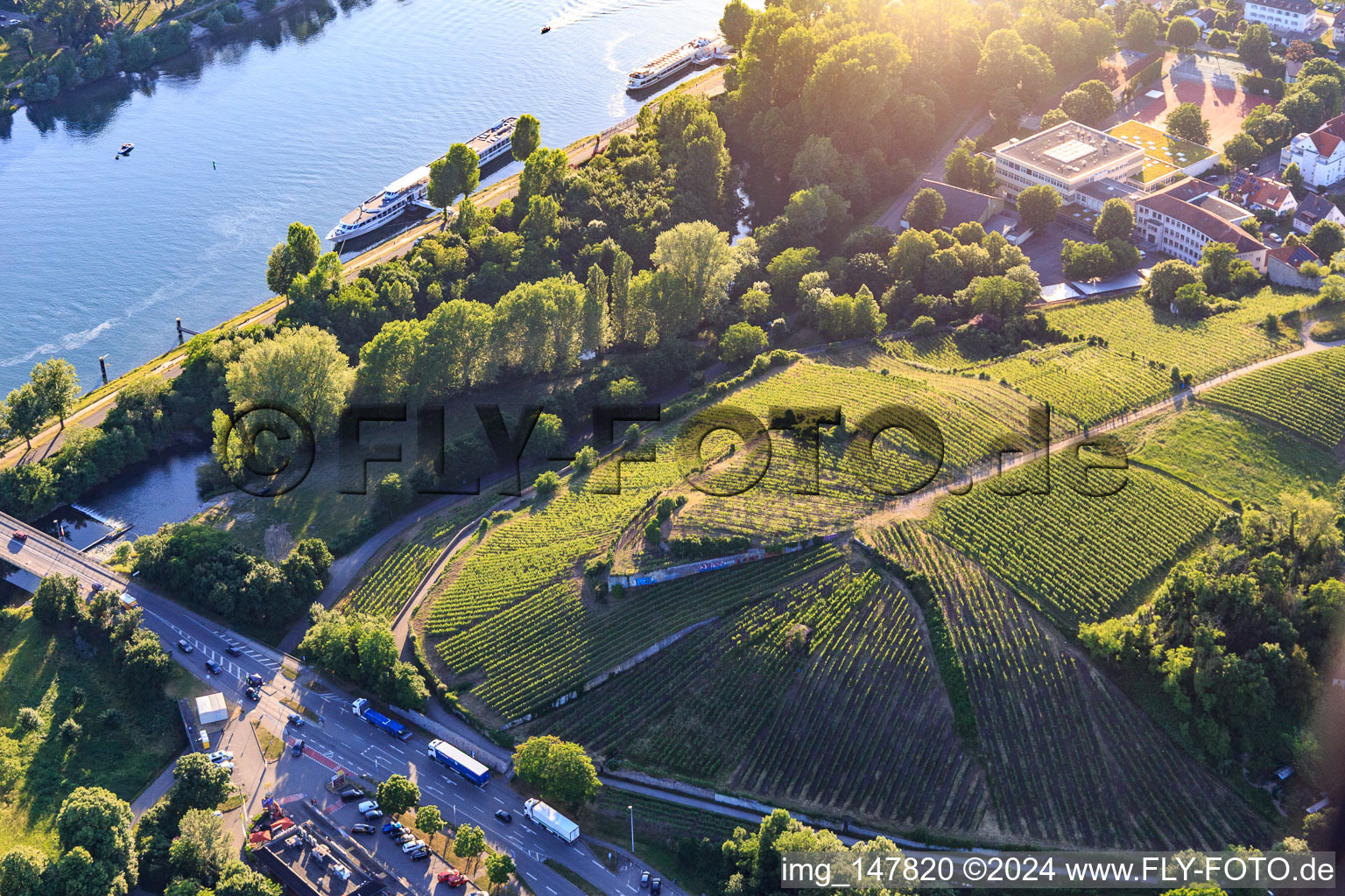 Vue aérienne de Vignoble dans la ville d'Eckartsberg à Breisach am Rhein dans le département Bade-Wurtemberg, Allemagne