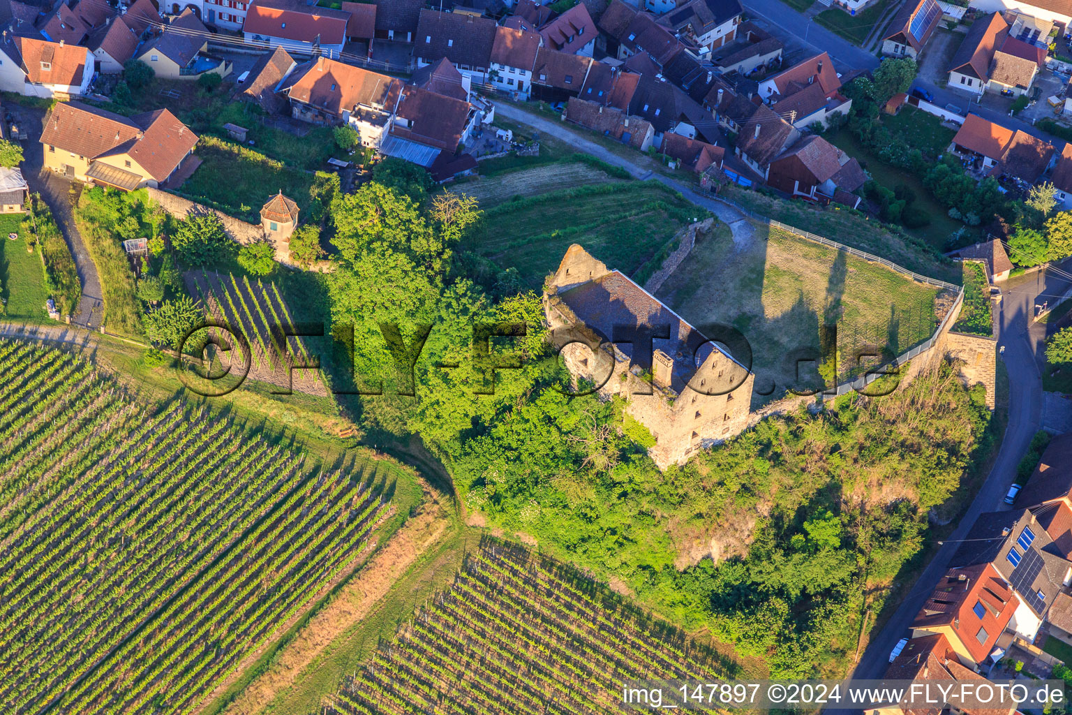 Vue aérienne de Ruines du château Burkheim au-dessus du vignoble à le quartier Burkheim in Vogtsburg im Kaiserstuhl dans le département Bade-Wurtemberg, Allemagne