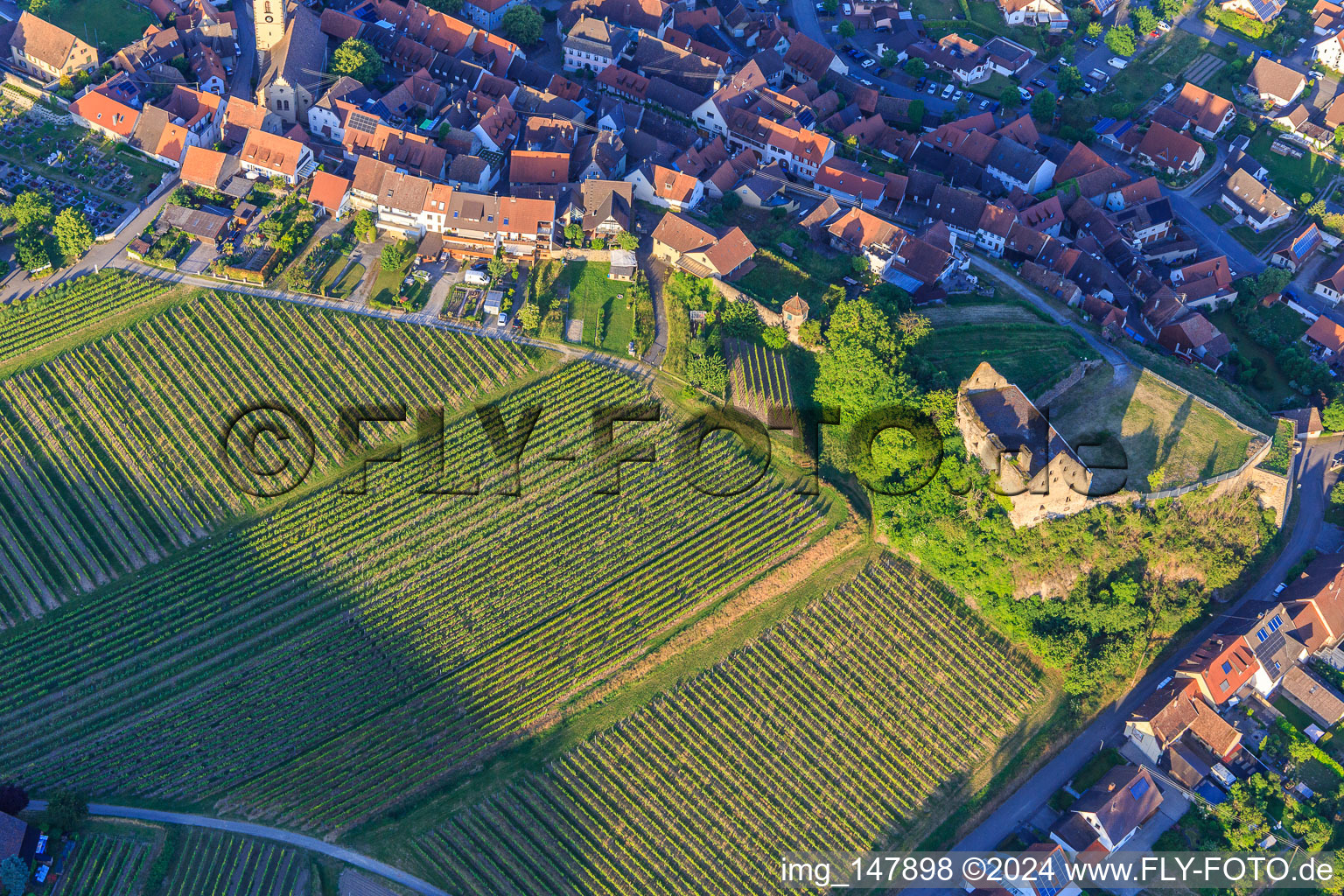 Photographie aérienne de Ruines du château Burkheim au-dessus du vignoble à le quartier Burkheim in Vogtsburg im Kaiserstuhl dans le département Bade-Wurtemberg, Allemagne
