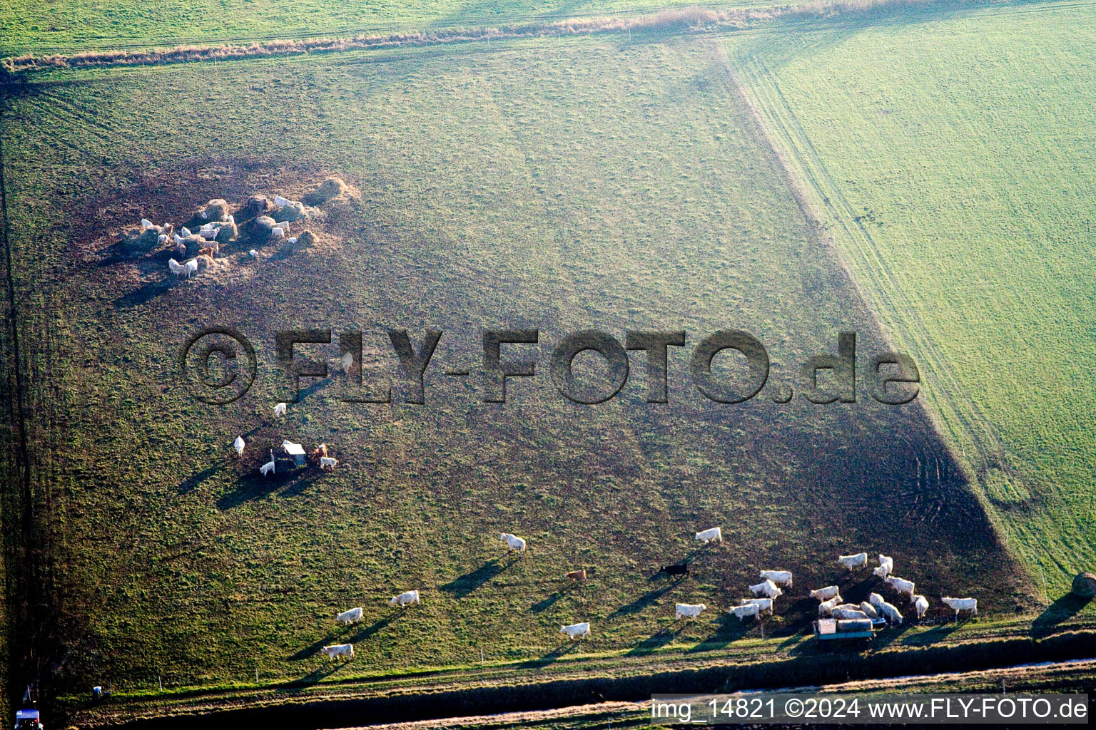 Vue aérienne de Structures en herbe d'un pâturage avec un troupeau de bovins dans le district de Schaidt à Wörth am Rhein à Freckenfeld dans le département Rhénanie-Palatinat, Allemagne