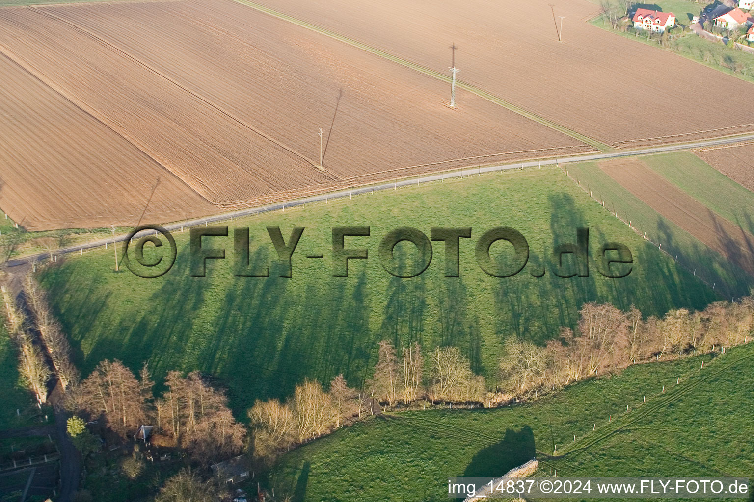 Vue aérienne de Arbre avec des ombres formées par la lumière dans un champ à Wörth am Rhein à Freckenfeld dans le département Rhénanie-Palatinat, Allemagne