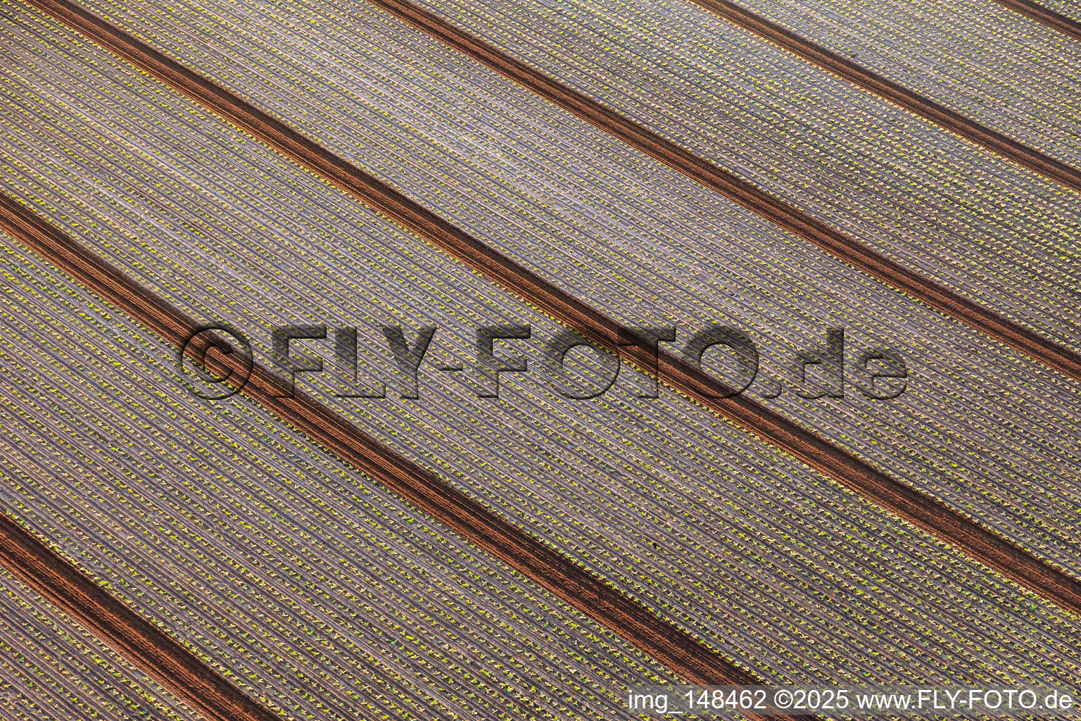 Vue aérienne de Champs avec des plants de laitue à Minfeld dans le département Rhénanie-Palatinat, Allemagne