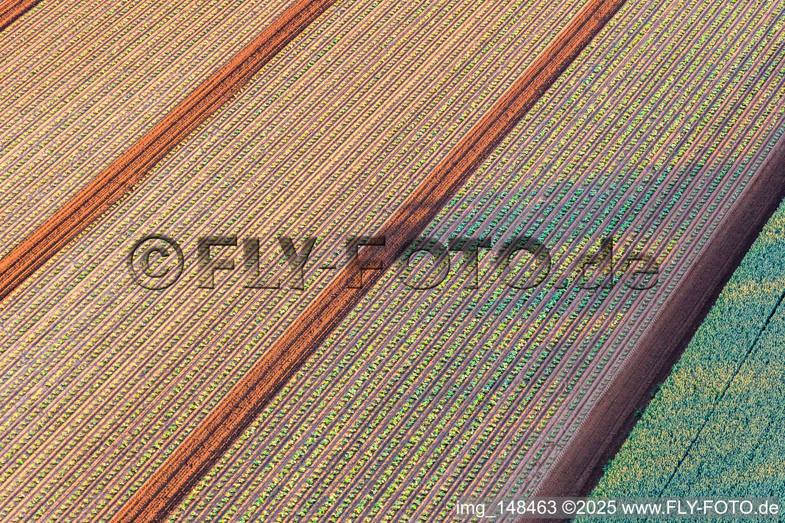 Vue aérienne de Champs avec des plants de laitue à Minfeld dans le département Rhénanie-Palatinat, Allemagne
