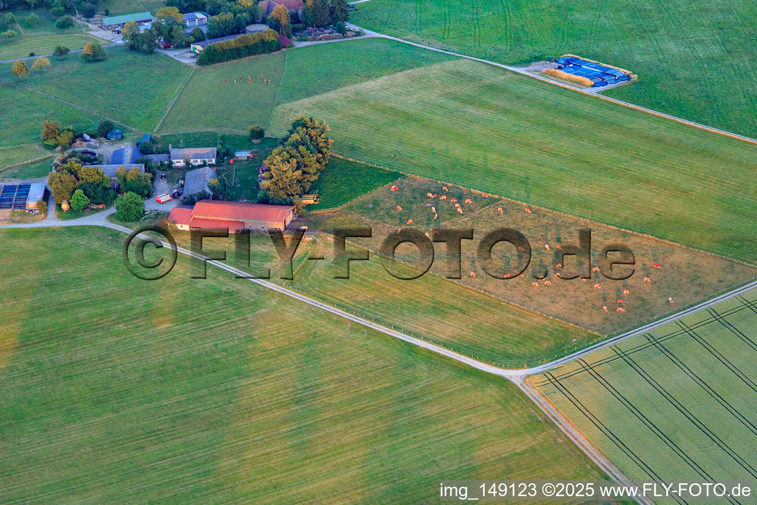 Vue aérienne de Pâturage de bétail à la ferme ovine à le quartier Lindenhof in Oberndorf am Neckar dans le département Bade-Wurtemberg, Allemagne