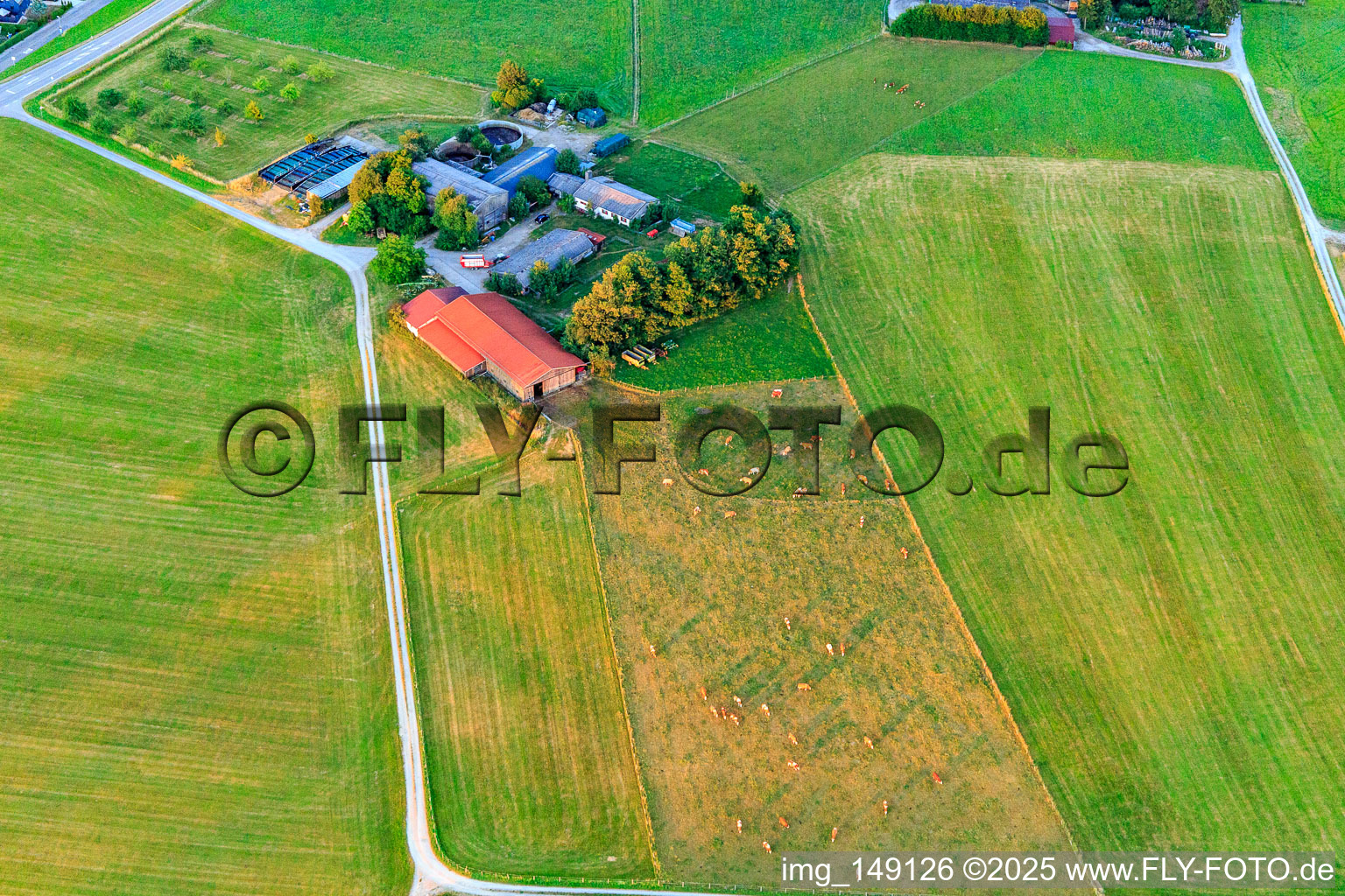 Vue aérienne de Pâturage de bétail à la ferme ovine à le quartier Lindenhof in Oberndorf am Neckar dans le département Bade-Wurtemberg, Allemagne