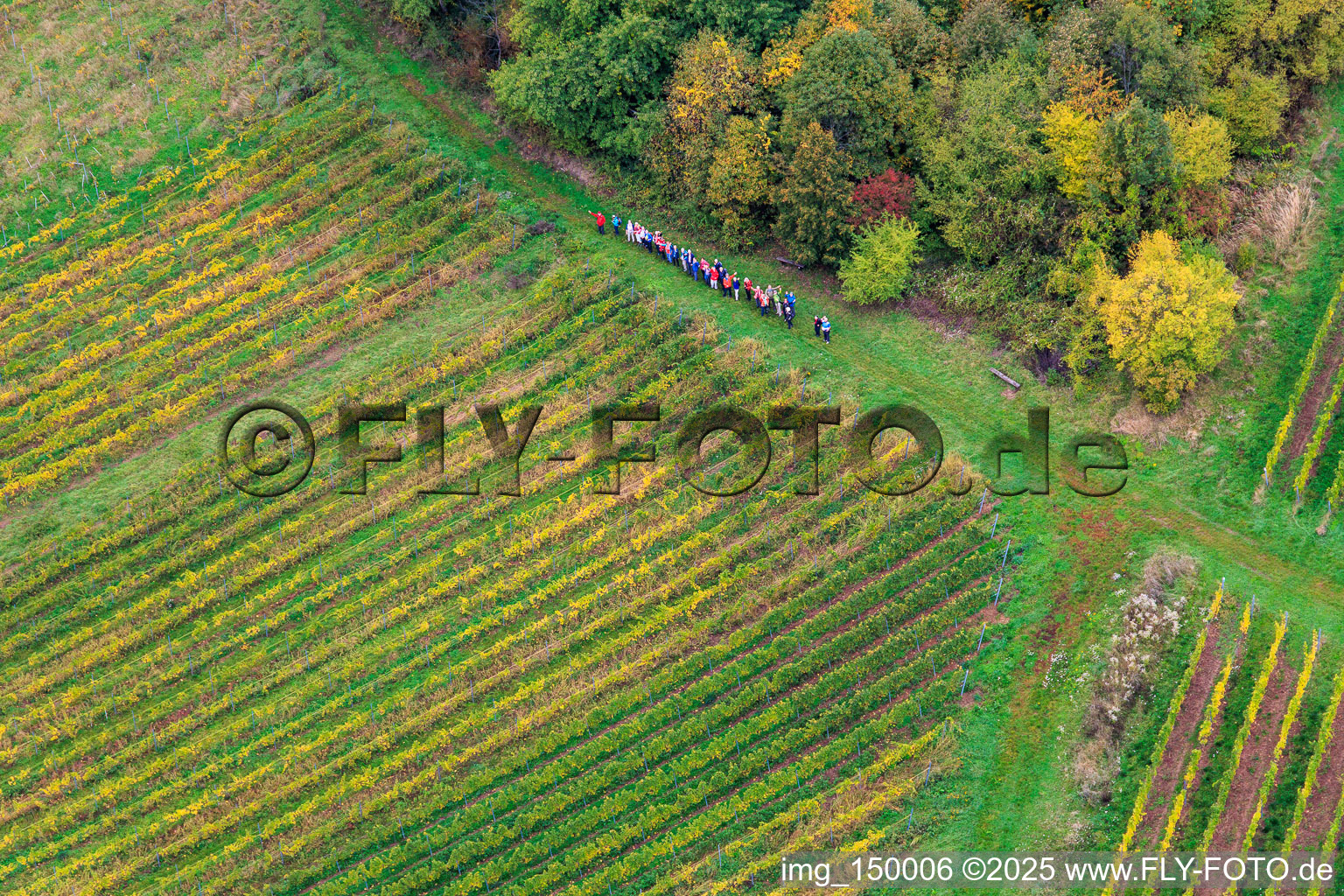 Vue aérienne de Randonnée en groupe entre forêt et vignoble à Dörrenbach dans le département Rhénanie-Palatinat, Allemagne