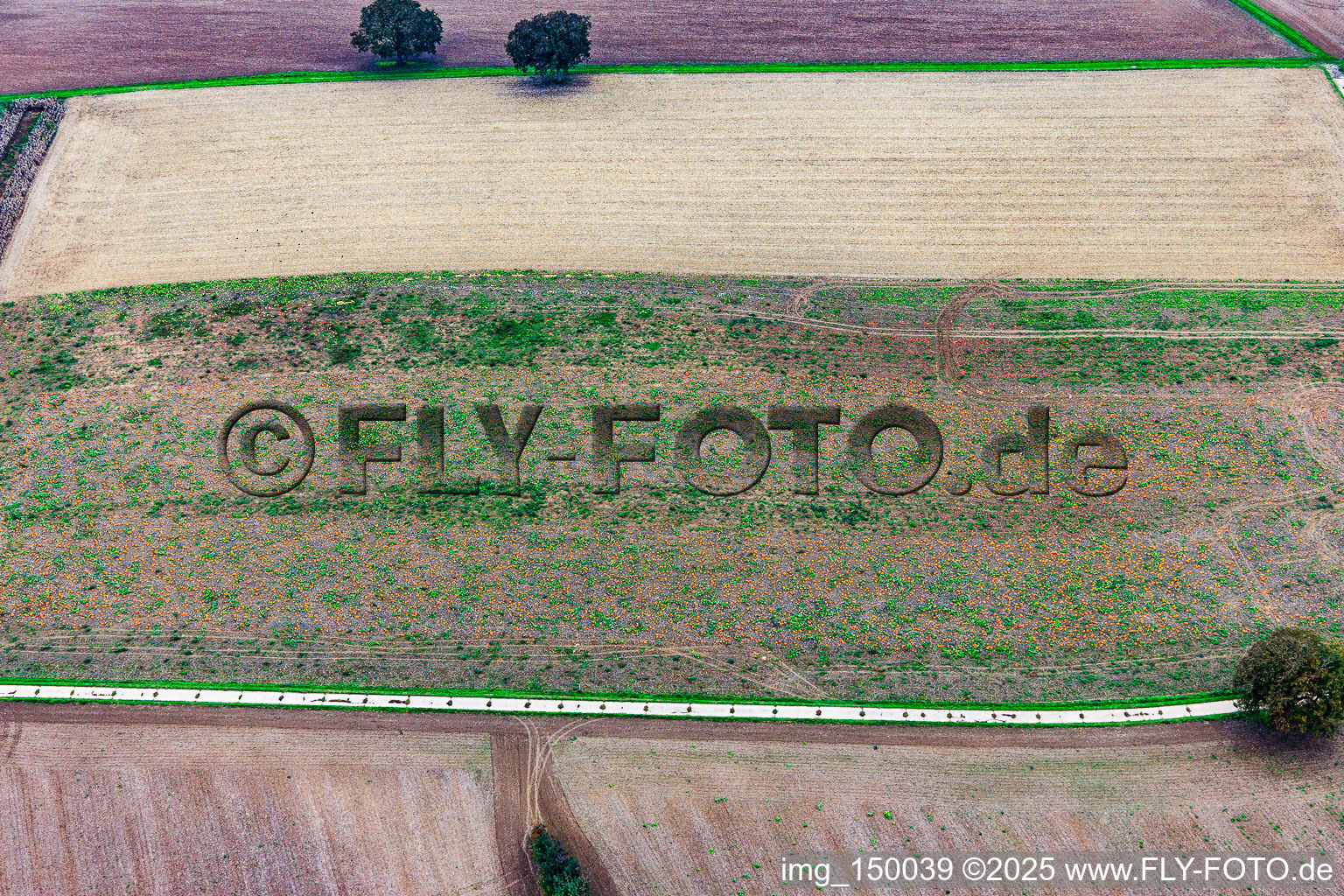 Vue aérienne de Champ de citrouilles d'Hokkaido à Steinfeld dans le département Rhénanie-Palatinat, Allemagne