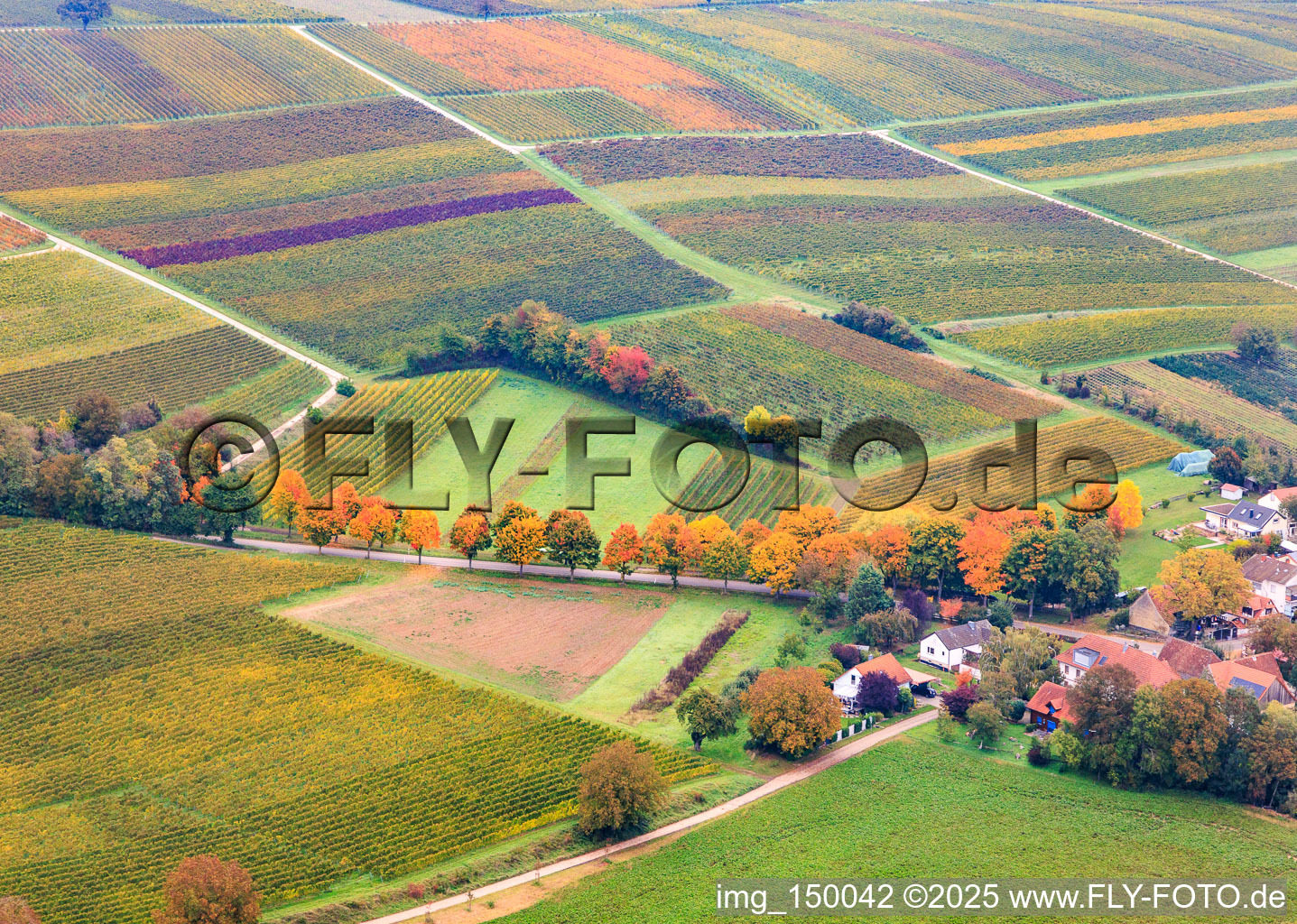 Vue aérienne de Avenue aux couleurs d'automne le long de la K24 à Dierbach dans le département Rhénanie-Palatinat, Allemagne