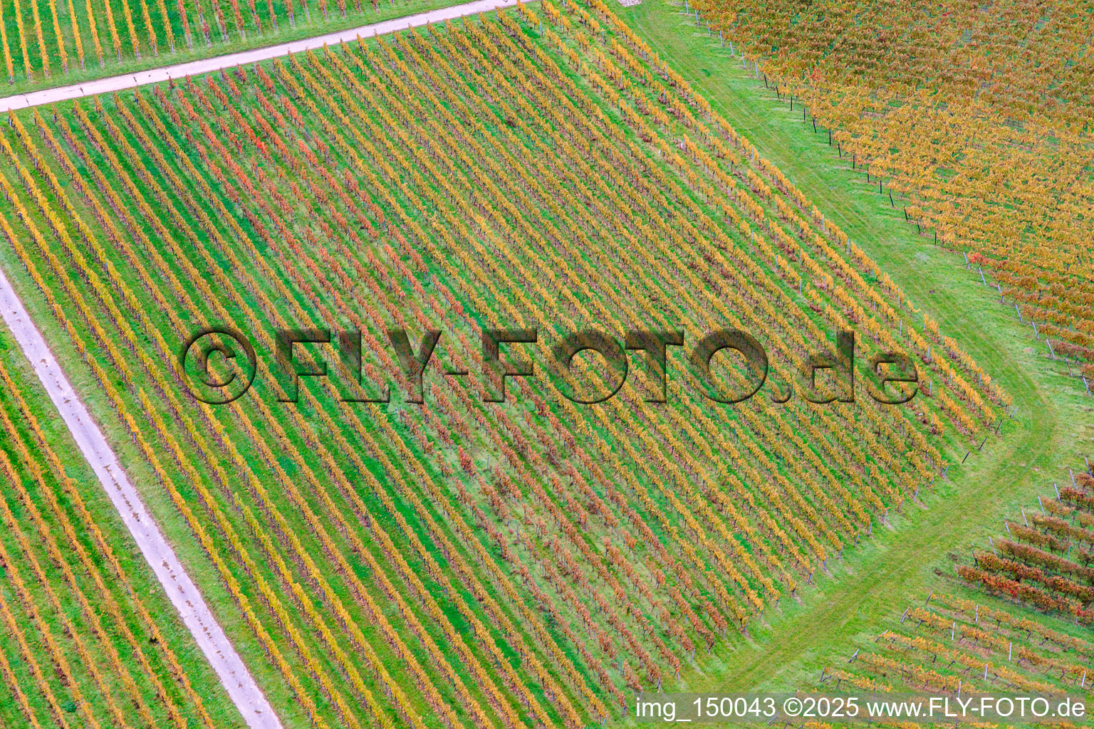 Vue aérienne de Motif de rangées de vignes à Barbelroth dans le département Rhénanie-Palatinat, Allemagne
