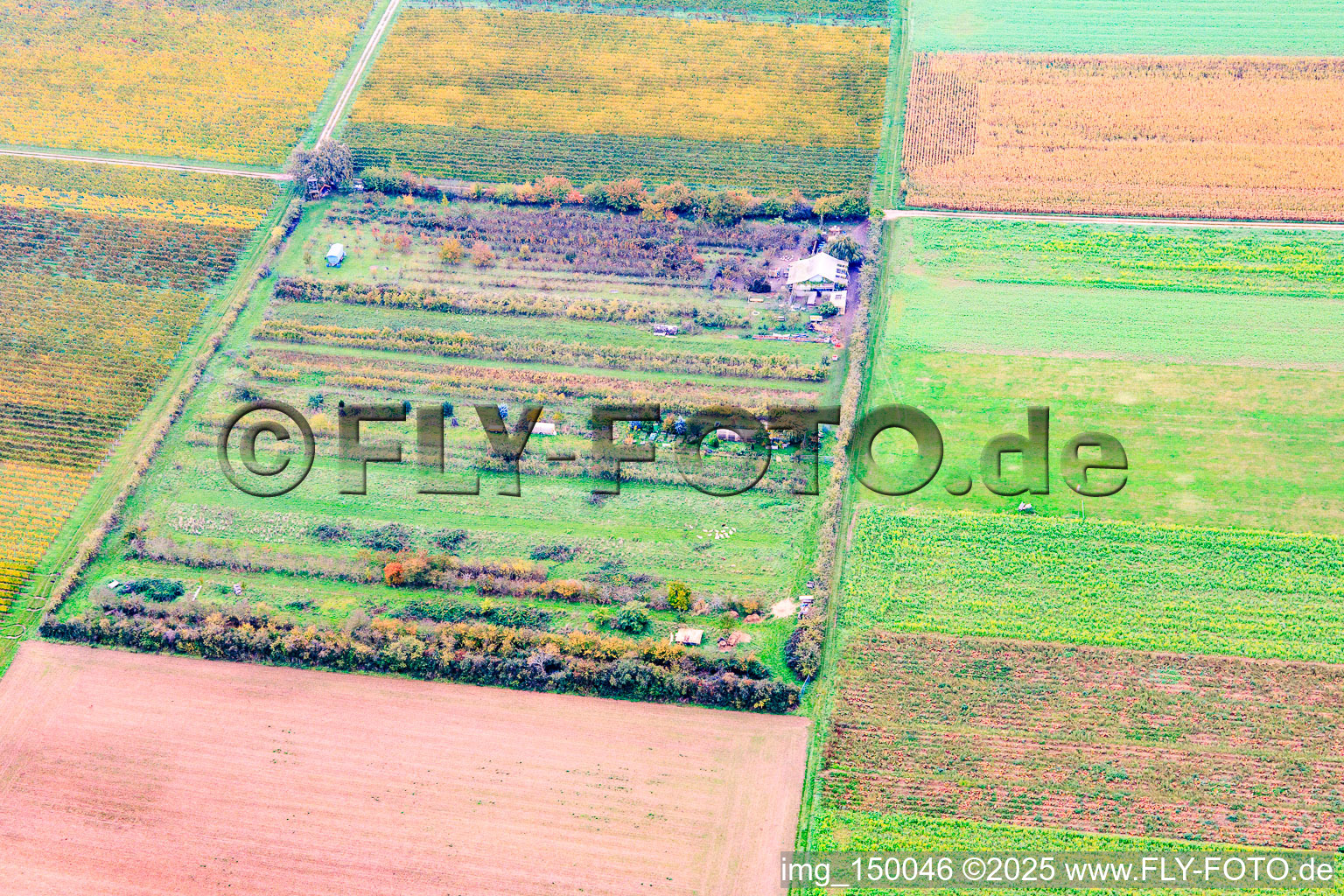 Vue aérienne de La plantation fruitière de Klaus Meyer à le quartier Mühlhofen in Billigheim-Ingenheim dans le département Rhénanie-Palatinat, Allemagne