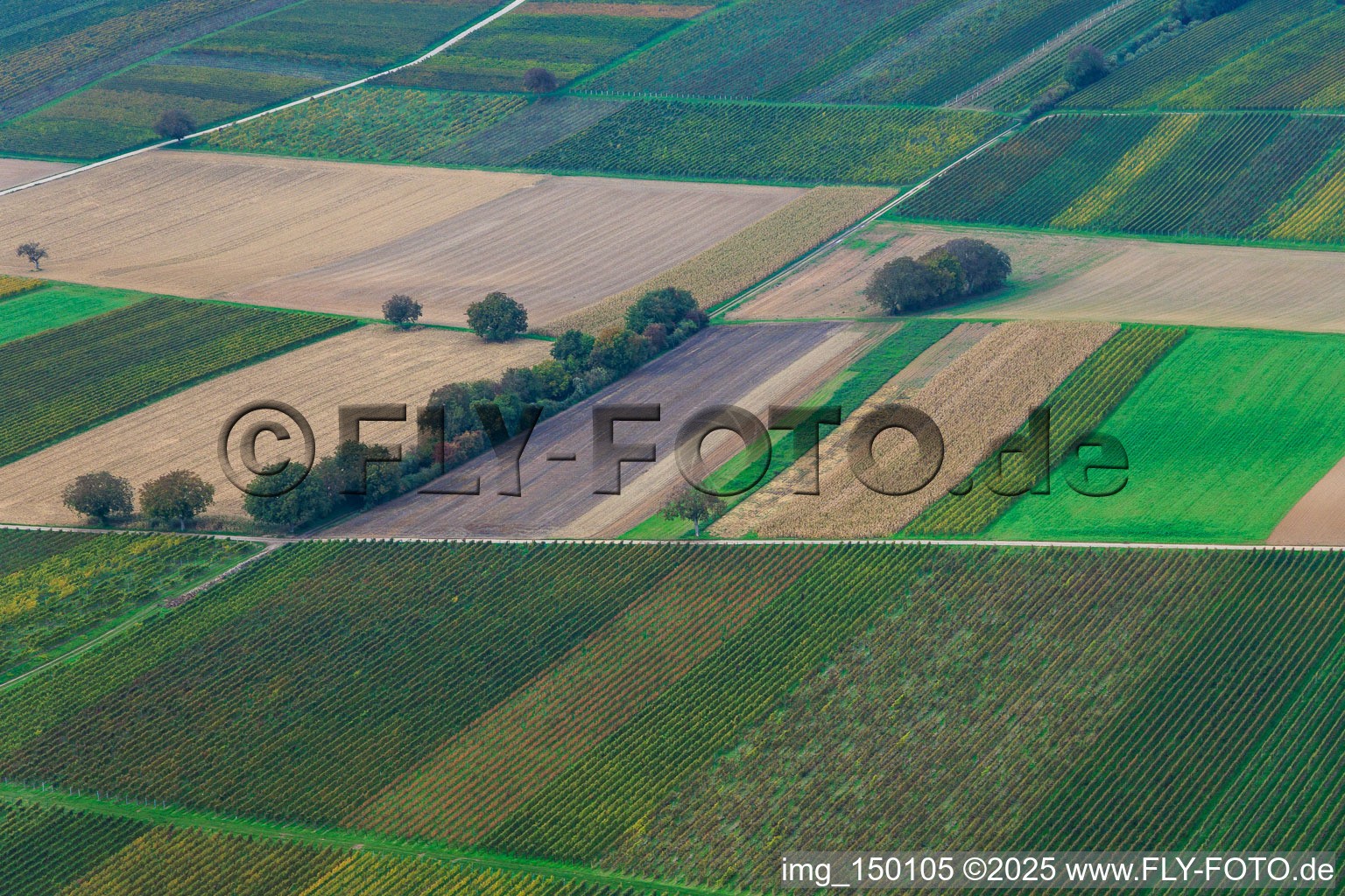 Vue aérienne de Vignobles dans la vallée profonde à le quartier Mühlhofen in Billigheim-Ingenheim dans le département Rhénanie-Palatinat, Allemagne