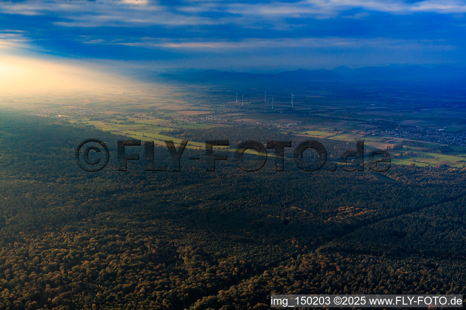 Vue aérienne de Pâturage à bétail dans la forêt de Bienwald sous une lumière du soir spectaculaire à le quartier Schaidt in Wörth am Rhein dans le département Rhénanie-Palatinat, Allemagne