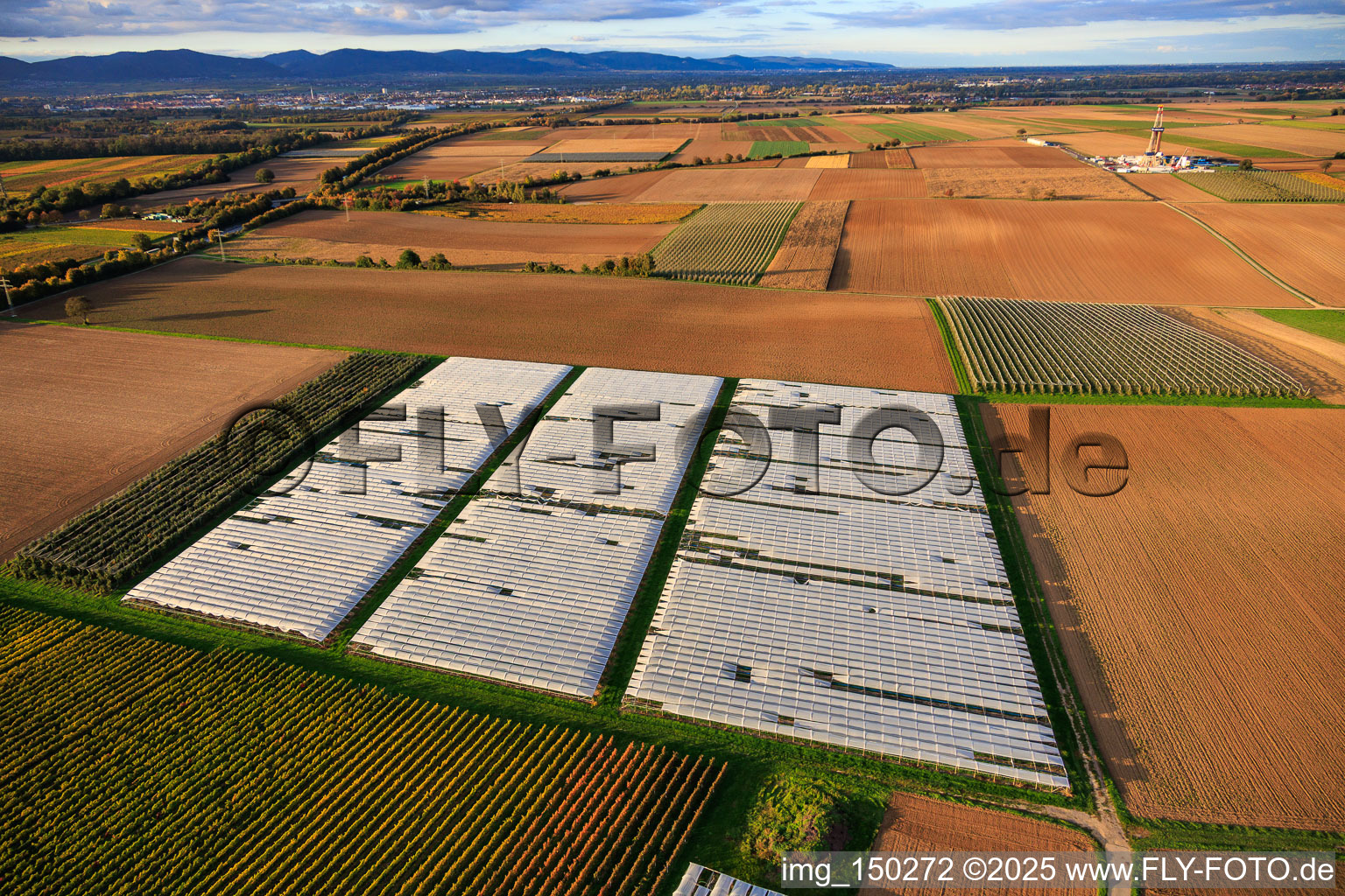 Vue aérienne de Champ potager couvert d'une serre en aluminium à Insheim dans le département Rhénanie-Palatinat, Allemagne