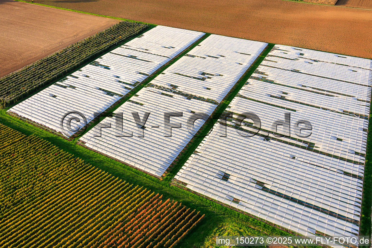 Photographie aérienne de Champ potager couvert d'une serre en aluminium à Insheim dans le département Rhénanie-Palatinat, Allemagne