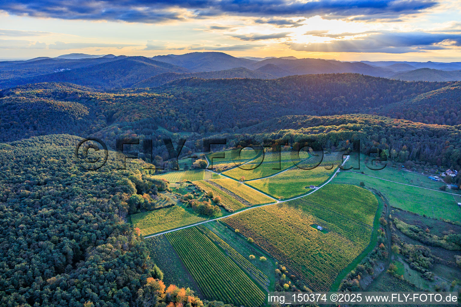 Vue aérienne de Débroussaillage dans la forêt du Palatinat pour le vignoble Haardtrand-Wolfsteig à Pleisweiler-Oberhofen dans le département Rhénanie-Palatinat, Allemagne