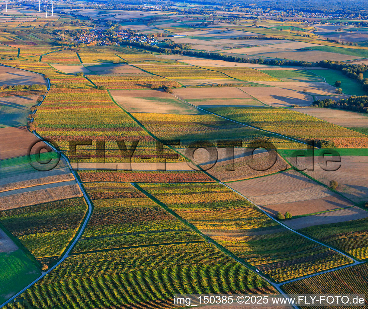 Vue aérienne de Des vignobles aux couleurs automnales entre Dierbach et Kappellen-Drusweiler à Oberhausen dans le département Rhénanie-Palatinat, Allemagne