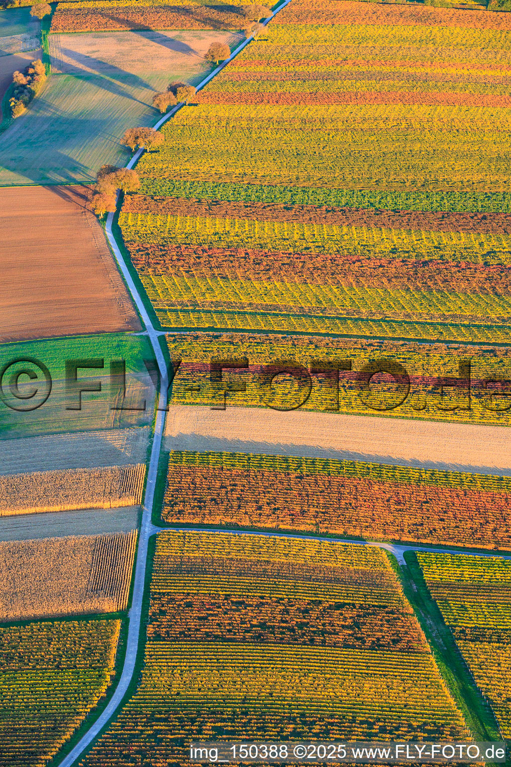 Vue aérienne de Vignobles aux couleurs automnales entre Dierbach et Oberhausen à Oberhausen dans le département Rhénanie-Palatinat, Allemagne