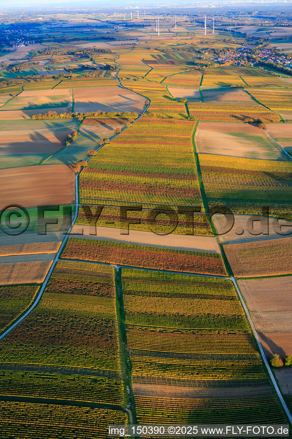 Photographie aérienne de Vignobles aux couleurs automnales entre Dierbach et Oberhausen à Oberhausen dans le département Rhénanie-Palatinat, Allemagne