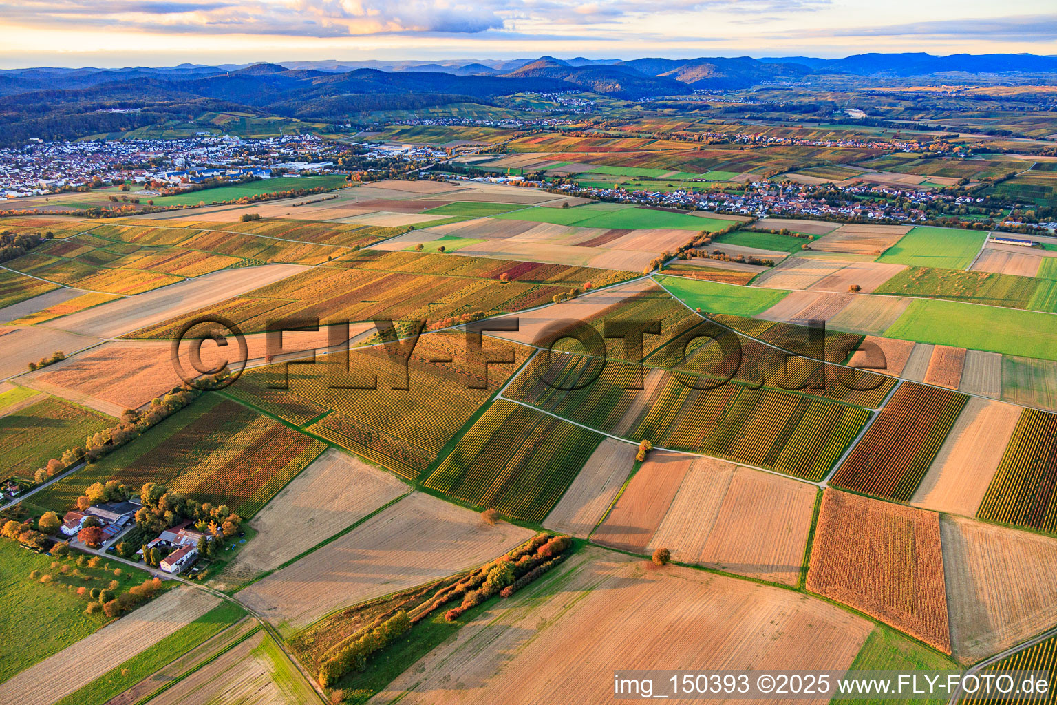 Vue aérienne de Les vignobles s'embrasent de couleurs automnales entre Bad Bergzabern et Deutschhof à Kapellen-Drusweiler dans le département Rhénanie-Palatinat, Allemagne